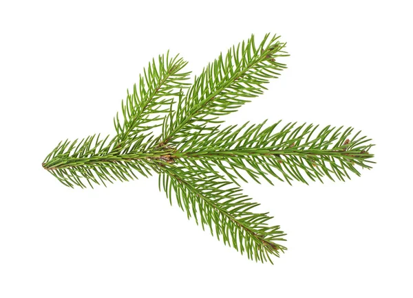 Beyaz bir arka plan üzerinde izole köknar ağacı dalı