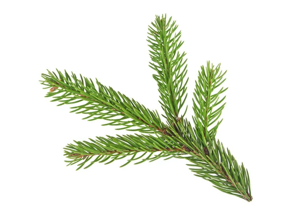 Fir tree branch isolated on a white background — Stock Photo, Image