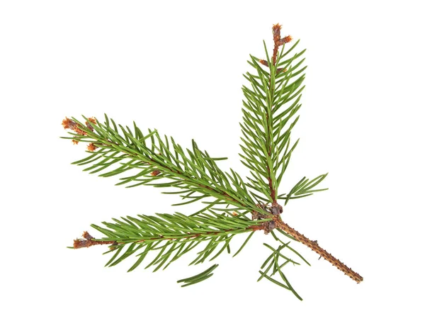 Dried out fir branch after christmas isolated over white backgro — Stock Photo, Image