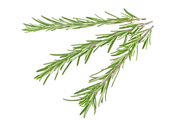 Fresh green sprig of rosemary isolated on a white background — Stock Photo, Image