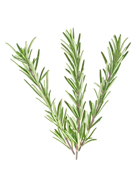 Świeży zielony gałązką rozmarynu na białym tle na białym tle — Zdjęcie stockowe