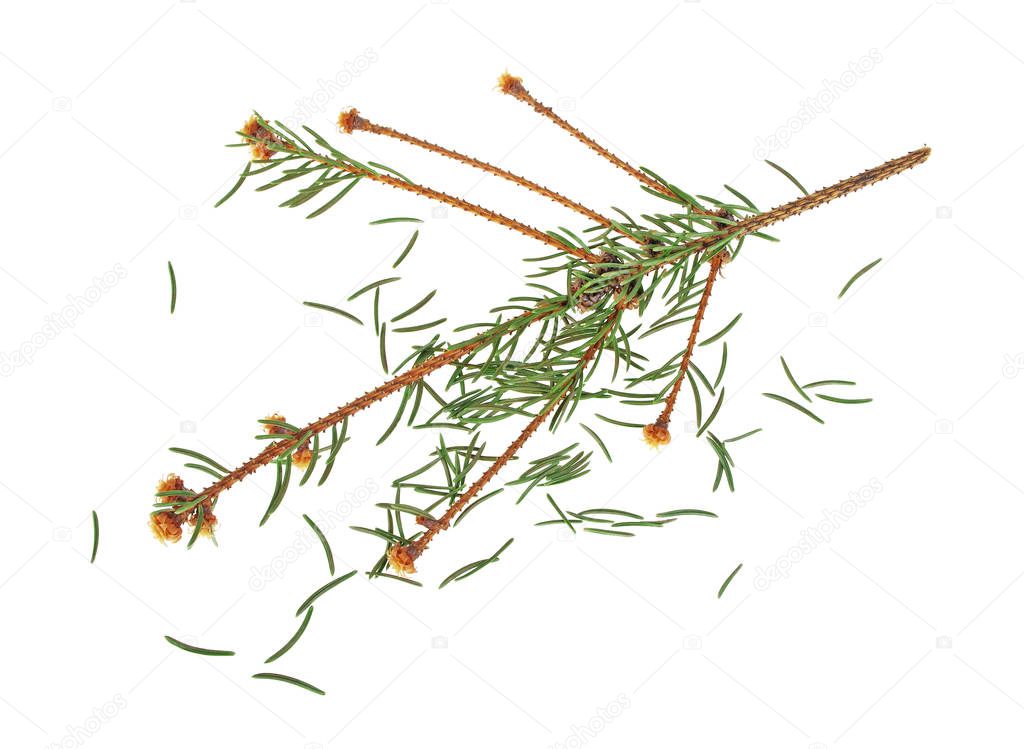 Dried out fir branch after christmas isolated over white backgro