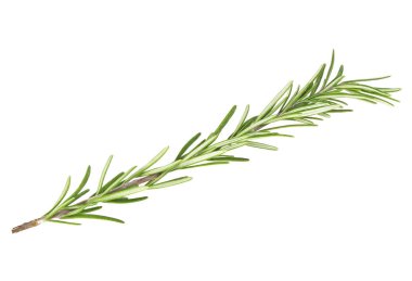 Yeşil fışkın taze biberiye beyaz bir arka plan üzerinde izole