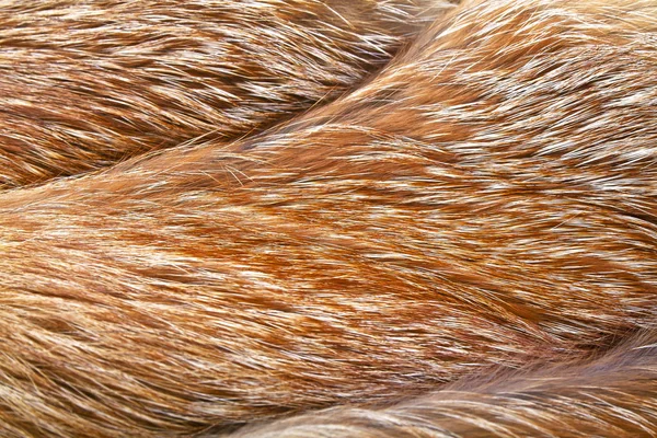 Textura de piel de zorro rojo, de cerca —  Fotos de Stock