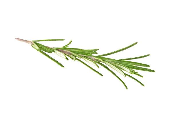 Fresh green sprig of rosemary isolated on a white background — Stock Photo, Image