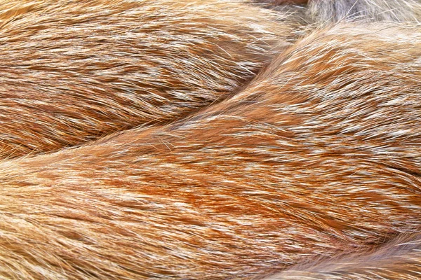 Textura de pele de raposa vermelha, close-up — Fotografia de Stock