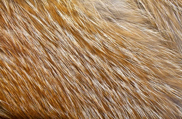 Tekstura red Fox futro, z bliska — Zdjęcie stockowe