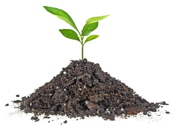 Planta joven con humus aislado sobre fondo blanco —  Fotos de Stock