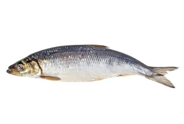 Peixes de arenque salgados isolados sobre fundo branco — Fotografia de Stock