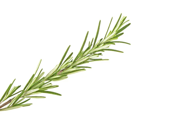 Fresh green sprig of rosemary isolated on a white background — Stock Photo, Image