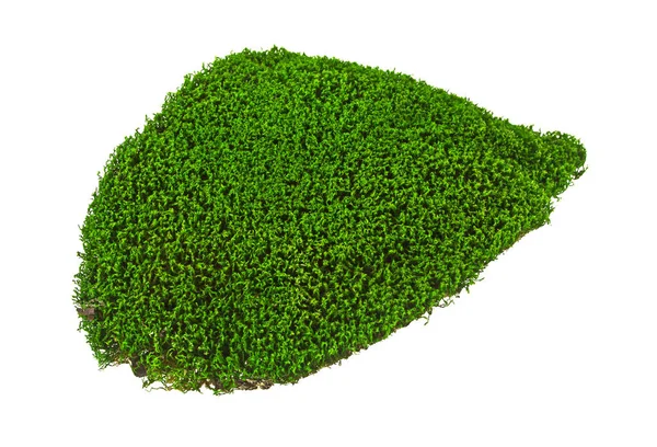Зелений мох на білому тлі — стокове фото
