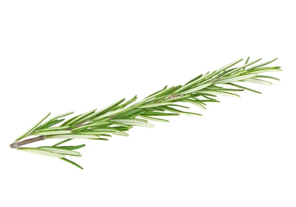 Fresh green sprig of rosemary isolated on a white background — Stock Photo, Image