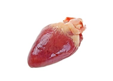 Çiğ tavuk kalbi beyaz arka planda izole edilmiş.