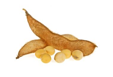 Beyaz arka plan üzerinde izole soya bakla. Soya - protein bitki 