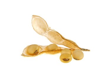 Beyaz arka plan üzerinde izole soya bakla. Soya - protein bitki 