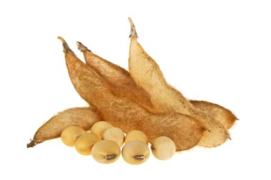 Beyaz arka plan üzerinde izole soya bakla. Soya - protein bitki 