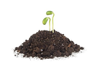 Young sprout of soy in soil humus on a white background clipart