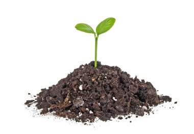 Young plant with humus isolated on white background clipart