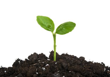 Young sprout of orange in soil humus on a white background, clos clipart