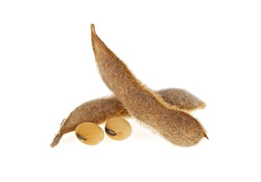 Beyaz arka plan üzerinde izole soya bakla. Soya - protein bitki 