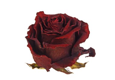 kurutulmuş kırmızı gül izole üzerinde beyaz arka plan