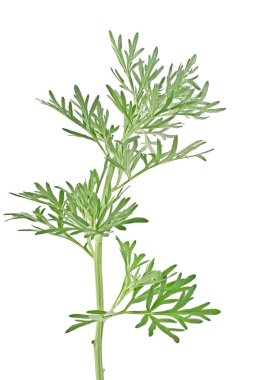 Beyaz arka plan üzerinde izole sagebrush dal