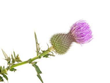 Süt Thistle bitki (Silybum marianum) bitkisel ilaç. Bu viski