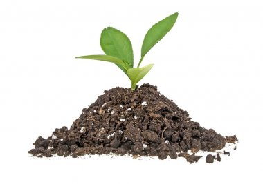 Beyaz arka plan üzerinde izole humus ile taze bitki