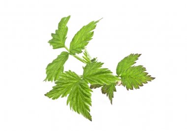 Ahududu yeşil yaprakları beyaz arkaplanda izole