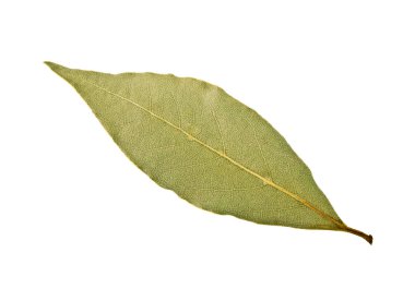 Tek defne yaprağı üzerinde beyaz bir arka plan izole kurutulmuş