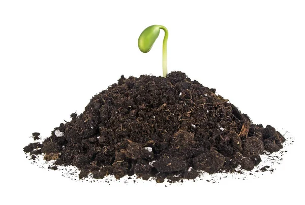 白い背景の上の土壌腐植の大豆の若い芽 — ストック写真