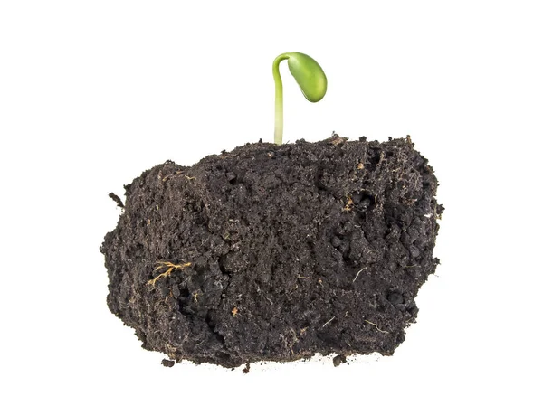 Young sprout of soy in soil humus on a white background — Stock Photo, Image