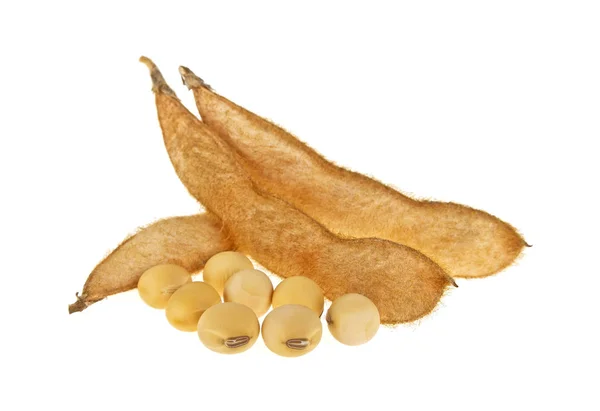 大豆豆荚隔离在白色背景上。豆浆蛋白质植物 — 图库照片