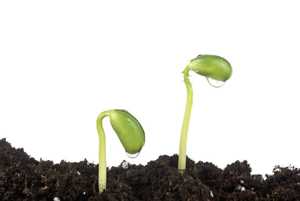 Молодой росток сои в почвенном гумусе на белом фоне
