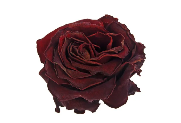 Dried red rose isolated on white background — Stock Photo, Image