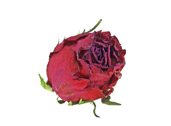 Suszone czerwona róża na białym tle na białym tle — Zdjęcie stockowe
