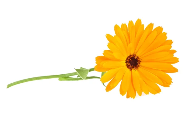 Calendula. Fiore di calendula con foglie isolate su un dorso bianco — Foto Stock