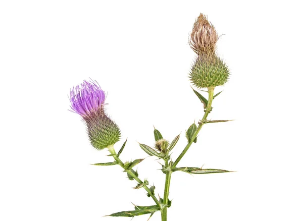 Mléko Thistle rostlin (Silybum marianum) bylinný lék. Skotské to — Stock fotografie