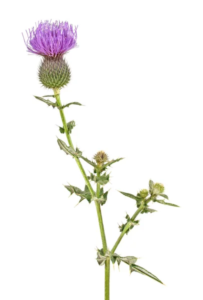 Planta de cardo mariano (Silybum marianum) remedio a base de hierbas. Whisky esto — Foto de Stock