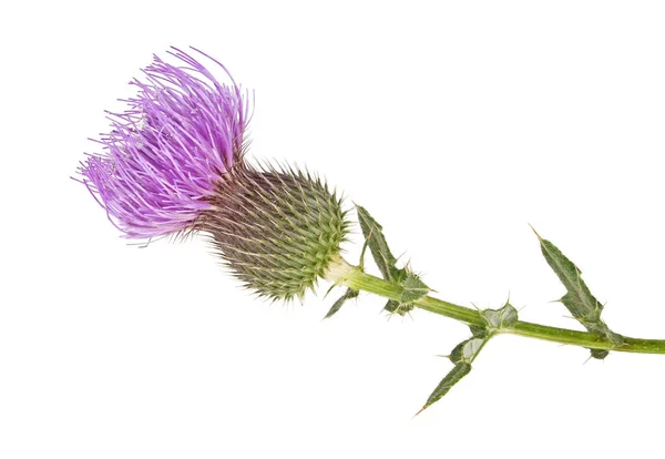 Mléko Thistle rostlin (Silybum marianum) bylinný lék. Skotské to — Stock fotografie