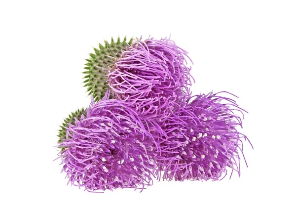 Süt Thistle bitki (Silybum marianum) bitkisel ilaç. Bu viski
