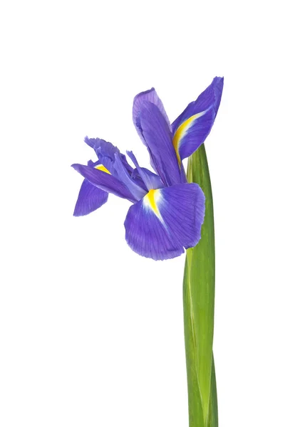 Iris flower isolerad på en vit bakgrund, närbild — Stockfoto