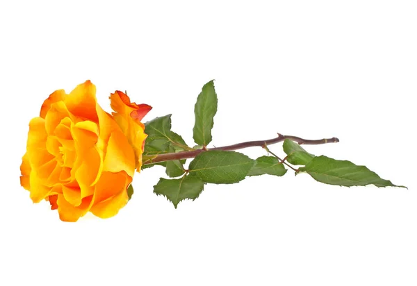 Orange rose isolated on white background — Stock Photo, Image