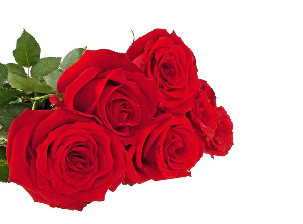Rosas rojas sobre un fondo blanco — Foto de Stock