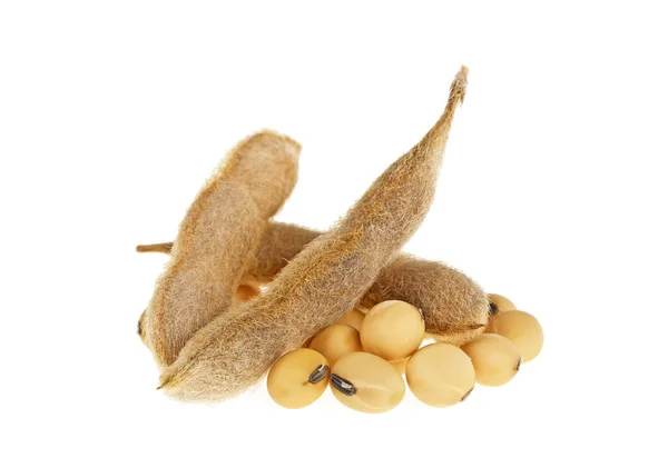 Soybean pods isolated on white background. Soya - protein plant — Stock Photo, Image
