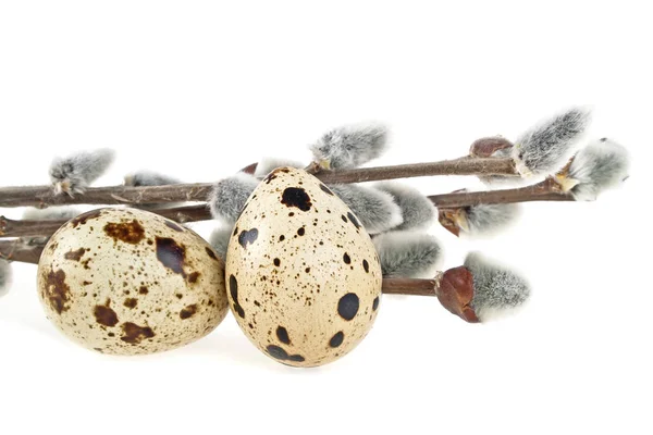 Quail eggs and willow branches on a white background, easter com — Stock Photo, Image