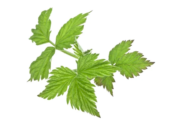 Lampone foglie verdi isolate su sfondo bianco — Foto Stock