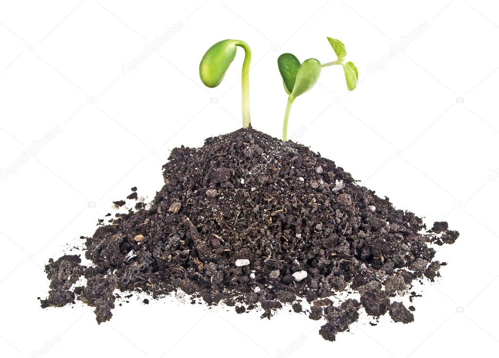 Young sprouts of soy in soil humus on a white background