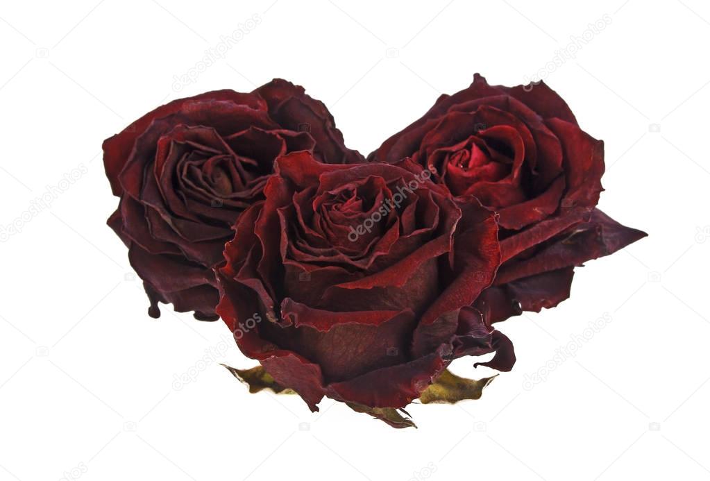 Dried red roses isolated on white background