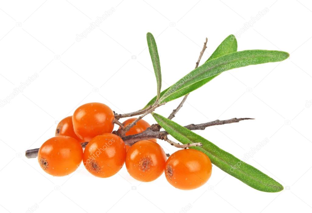 Sea buckthorn berries branch on a white background